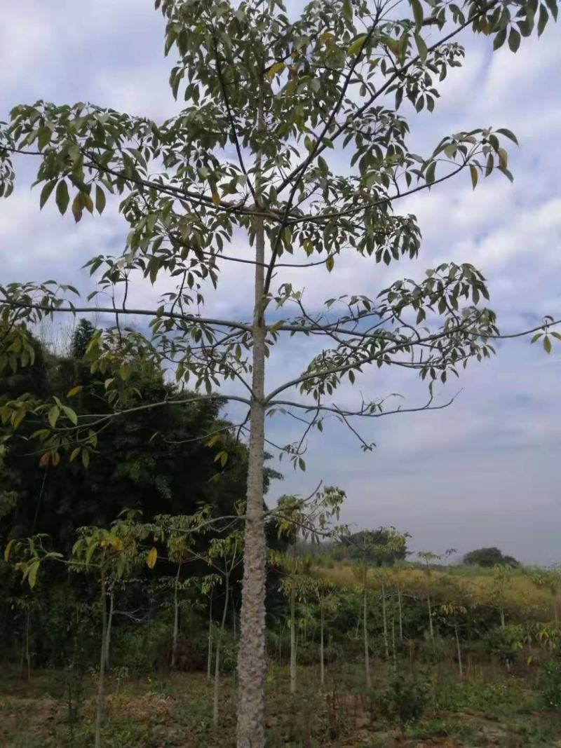 出售本地木棉挖地苗移植袋苗5-30公分