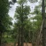 出售本地木棉挖地苗移植袋苗5-30公分