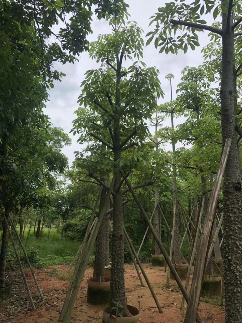 出售本地木棉挖地苗移植袋苗5-30公分