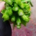 白菜芯，菜苔，菜心产地**农副产品