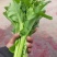 白菜芯，菜苔，菜心产地**农副产品