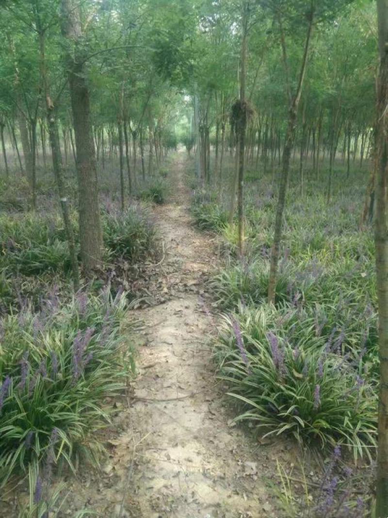 大型金边麦冬种植基地大量销售中规格齐全绿化植物生长旺盛