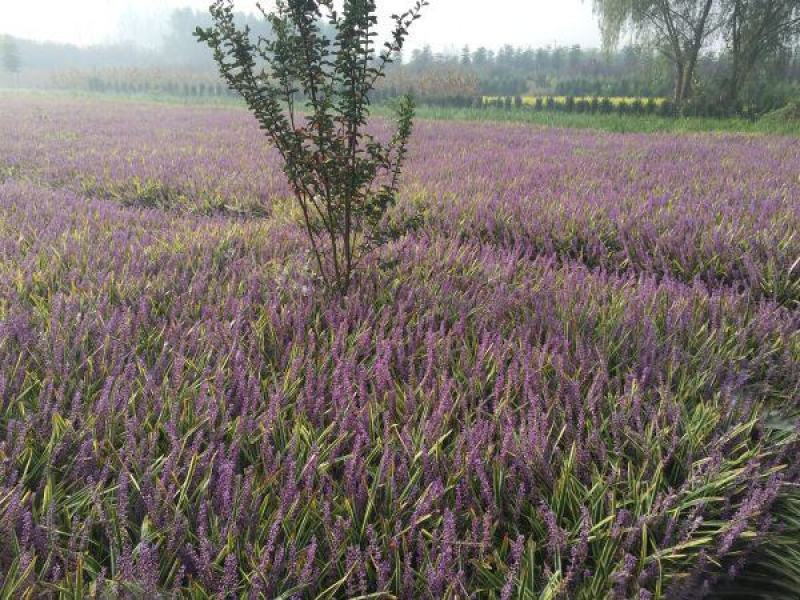 大型金边麦冬种植基地大量销售中规格齐全绿化植物生长旺盛