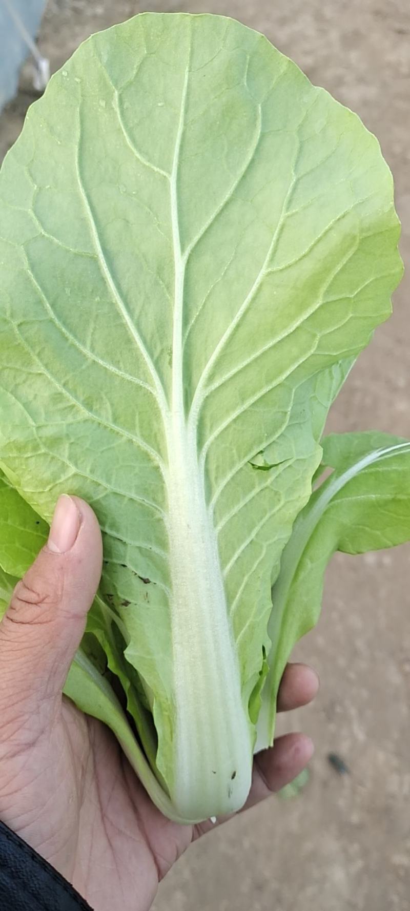 小白菜快菜奶白菜基地直供常年不断货供应全国各地市场