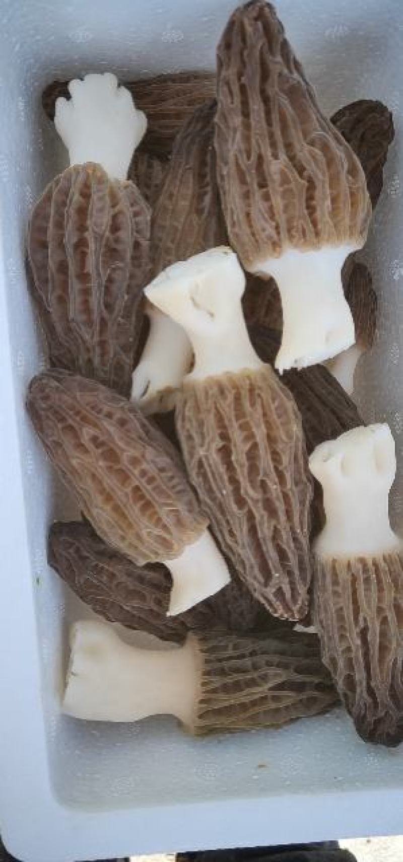 新鲜羊肚菌鲜货高海拔野生驯化羊肚菌