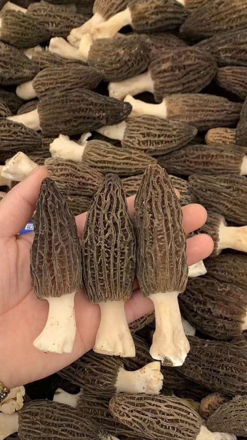 新鲜羊肚菌鲜货高海拔野生驯化羊肚菌