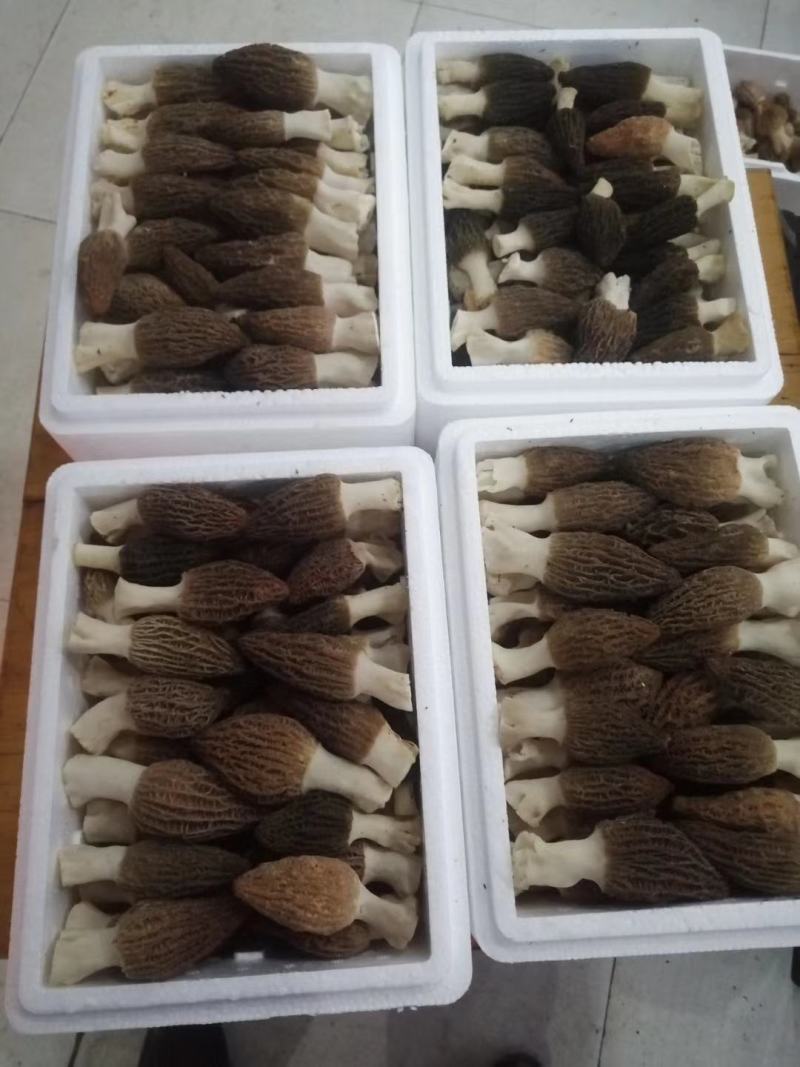 新鲜羊肚菌鲜货高海拔野生驯化羊肚菌