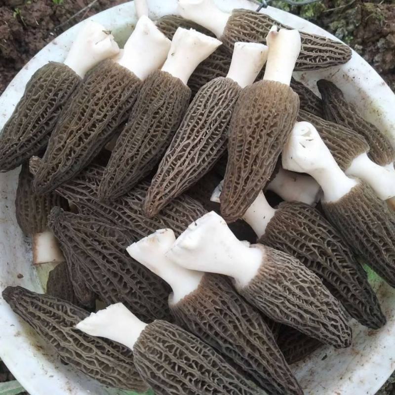 新鲜羊肚菌鲜货高海拔野生驯化羊肚菌