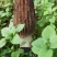 新鲜羊肚菌鲜货高海拔野生驯化羊肚菌