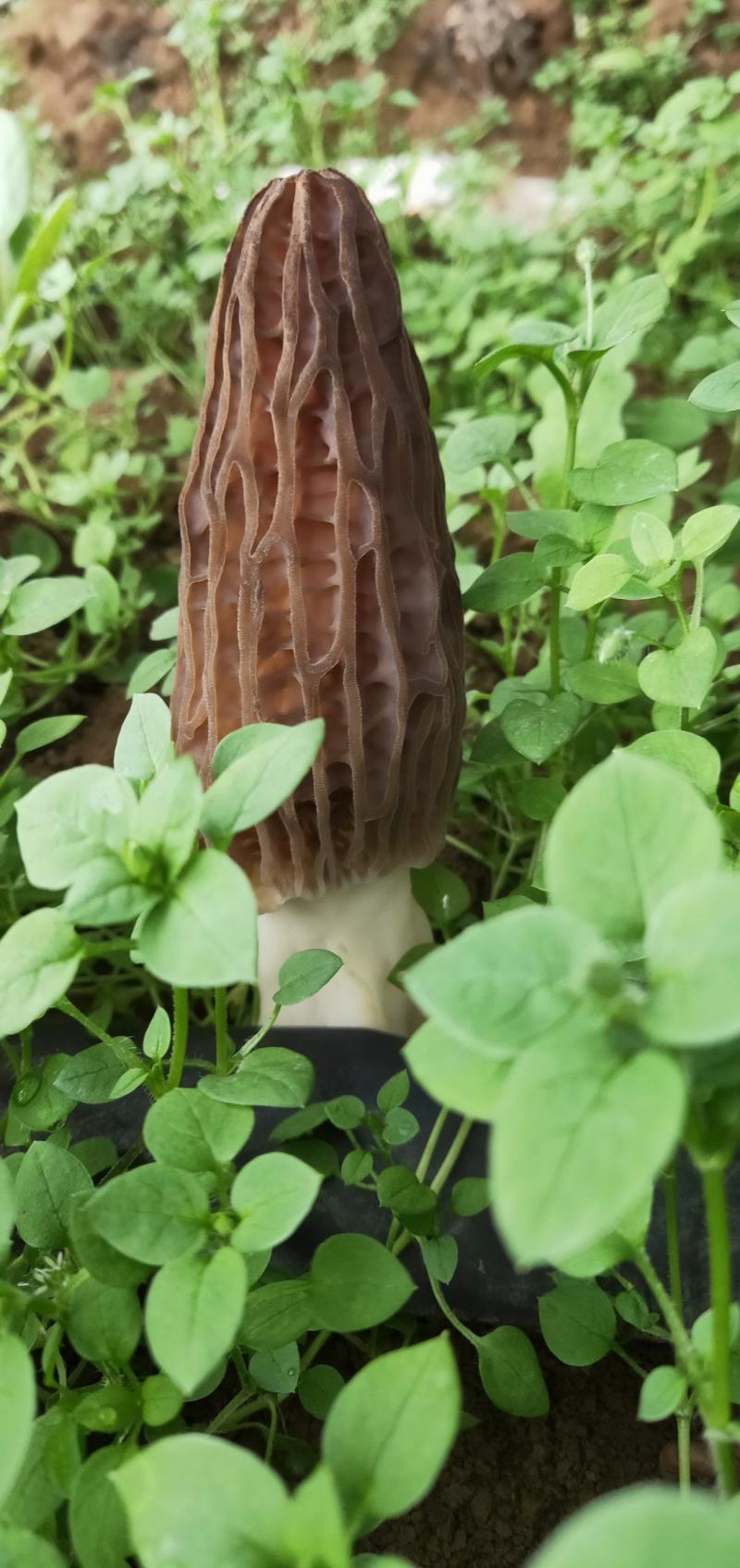 新鲜羊肚菌鲜货高海拔野生驯化羊肚菌