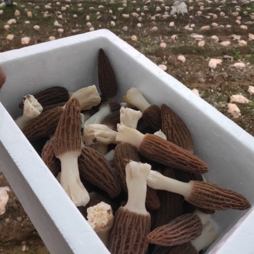 新鲜羊肚菌鲜货高海拔野生驯化羊肚菌