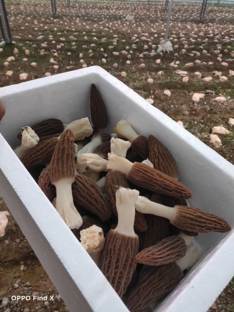 新鲜羊肚菌鲜货高海拔野生驯化羊肚菌
