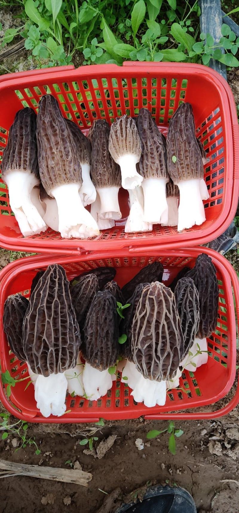新鲜羊肚菌鲜货高海拔野生驯化羊肚菌