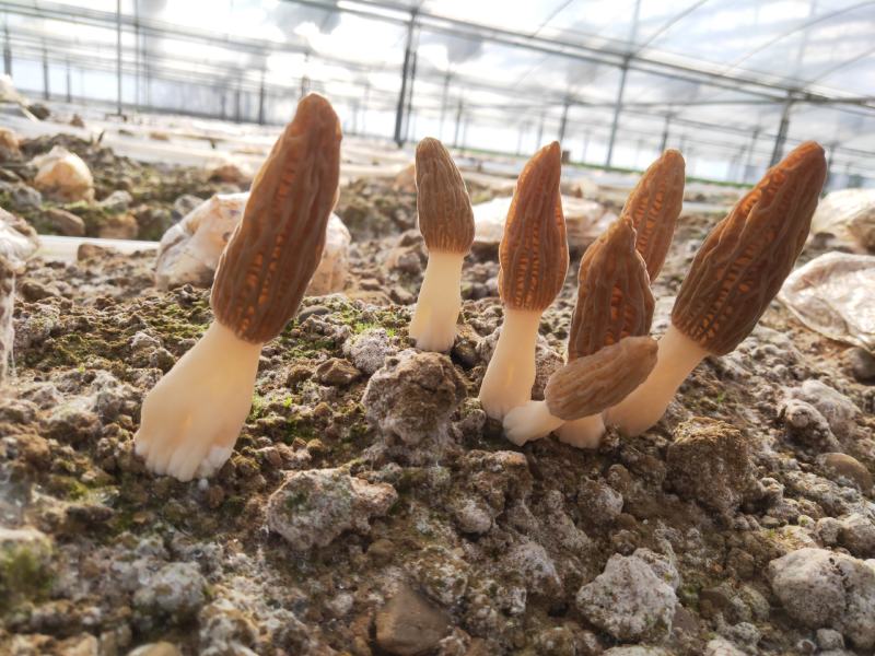 新鲜羊肚菌鲜货高海拔野生驯化羊肚菌