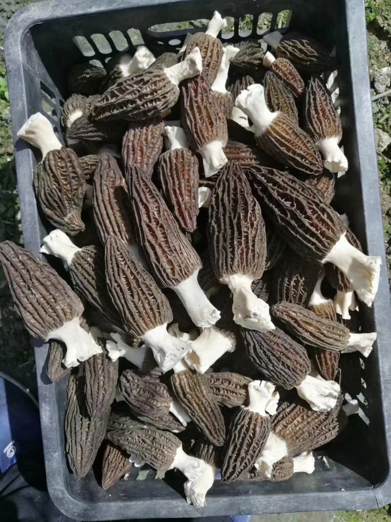 新鲜羊肚菌鲜货高海拔野生驯化羊肚菌