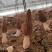 新鲜羊肚菌鲜货高海拔野生驯化羊肚菌
