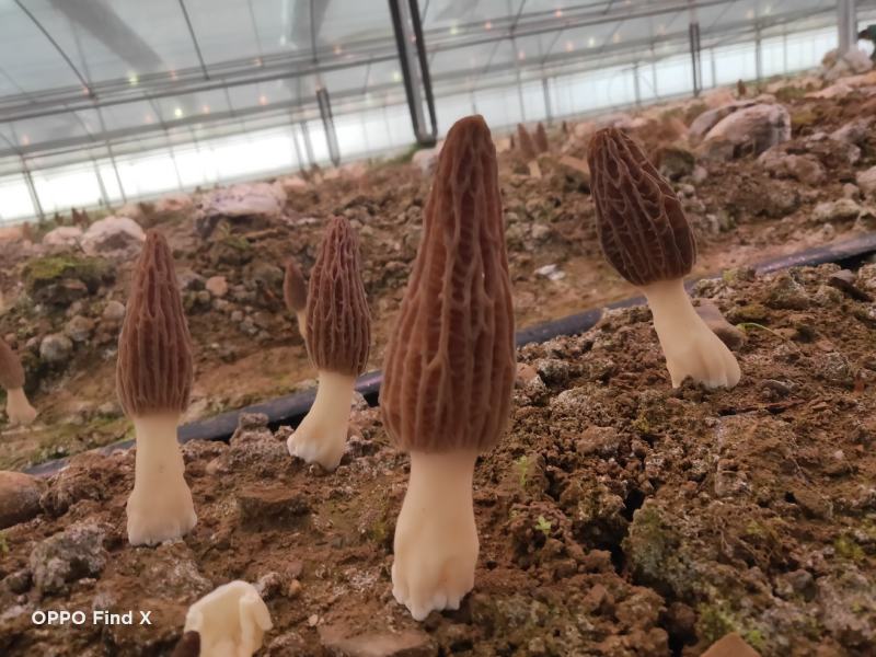 新鲜羊肚菌鲜货高海拔野生驯化羊肚菌