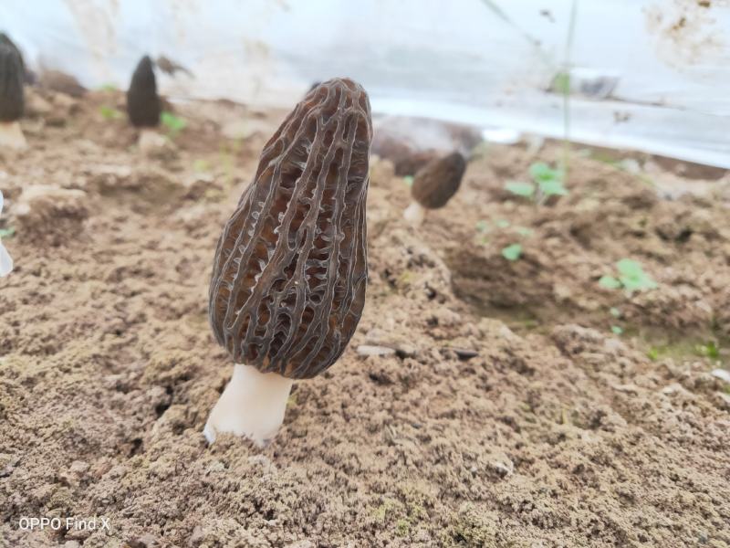 新鲜羊肚菌鲜货高海拔野生驯化羊肚菌