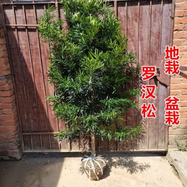 罗汉松树苗大树庭院别墅绿植绿化苗木容易好养绿化可造型盆栽