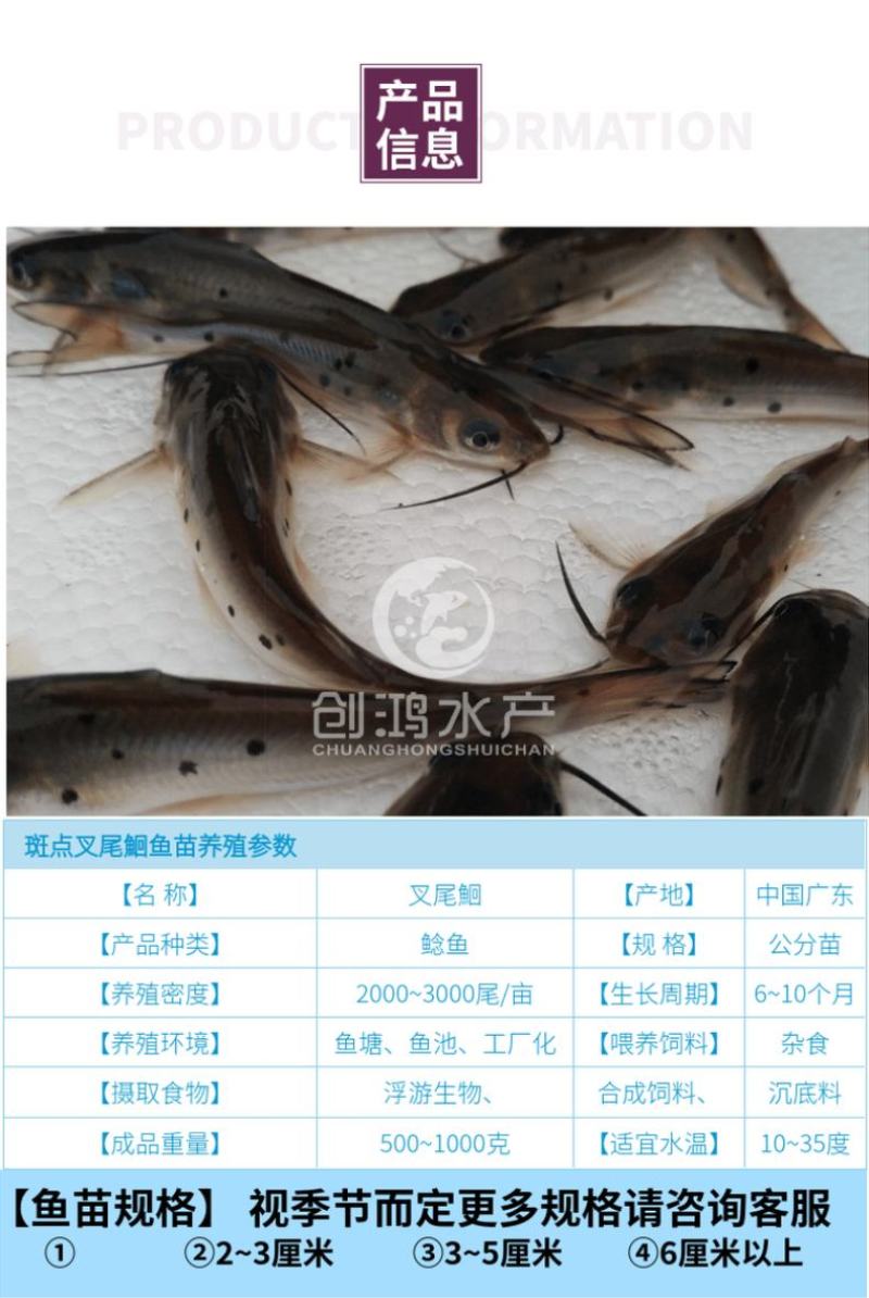 2023新苗叉尾鮰鱼苗斑点叉尾鮰鱼苗钳鱼苗淡水鱼苗