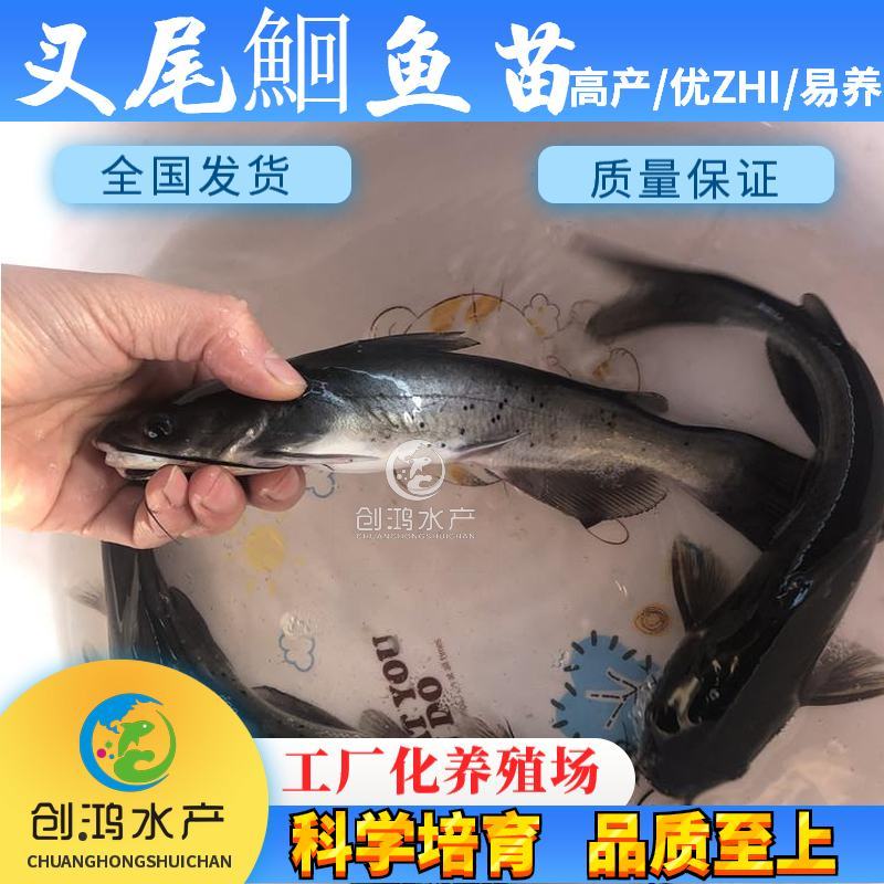 【2023新苗】叉尾鮰鱼苗美国斑点叉尾鮰鱼苗叉尾钳鱼苗
