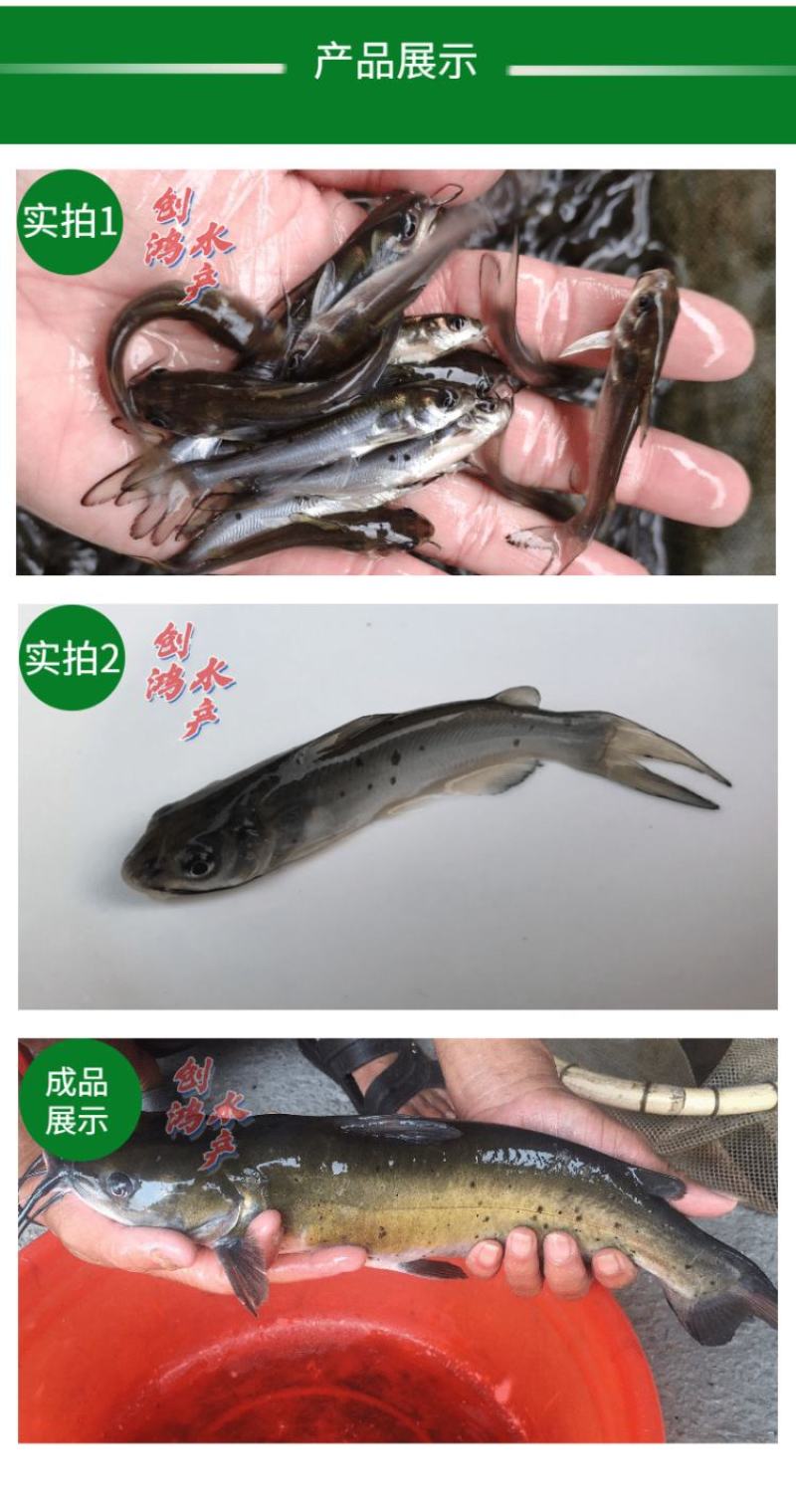 【2023新苗】广东叉尾鮰鱼苗美国斑点叉尾鮰鱼苗