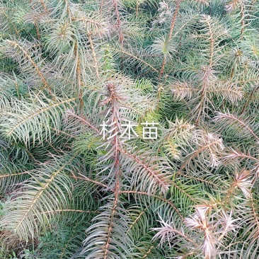 造林杉树苗，一年苗，30-60公分高