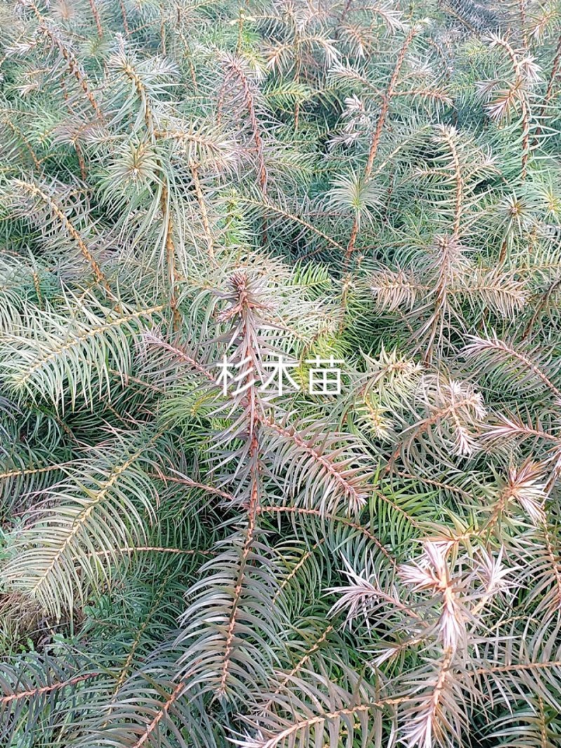 造林杉树苗，一年苗，30-60公分高