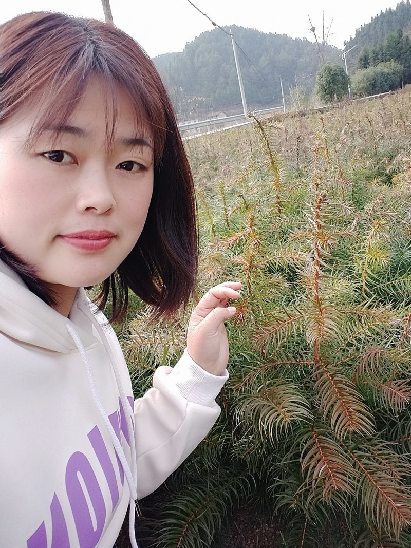 造林杉树苗，一年苗，30-60公分高