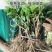 茉莉花盆栽花卉植物室内带花苞园艺庭院好养的花四季开花不断
