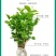 茉莉花盆栽花卉植物室内带花苞园艺庭院好养的花四季开花不断