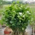 茉莉花盆栽花卉植物室内带花苞园艺庭院好养的花四季开花不断