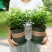茉莉花盆栽花卉植物室内带花苞园艺庭院好养的花四季开花不断