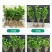 茉莉花盆栽花卉植物室内带花苞园艺庭院好养的花四季开花不断
