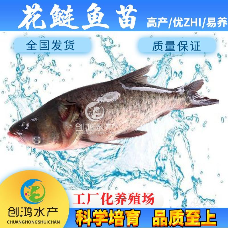 【高产快大】鳙鱼苗大头鱼苗花鲢鱼苗花鲢水花出售
