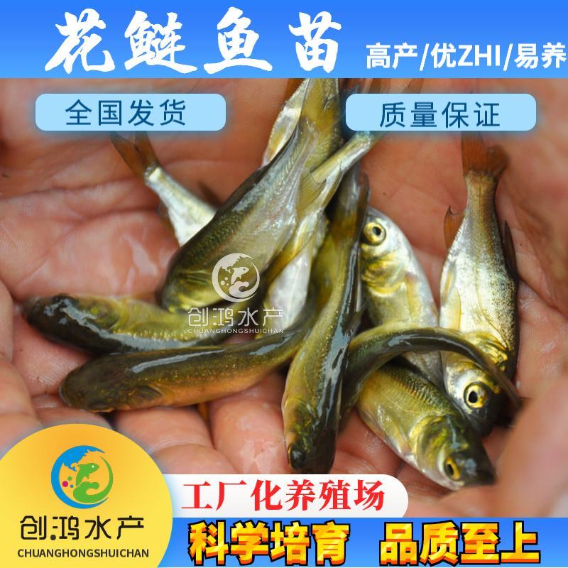 【高产快大】鳙鱼苗大头鱼苗花鲢鱼苗花鲢水花出售