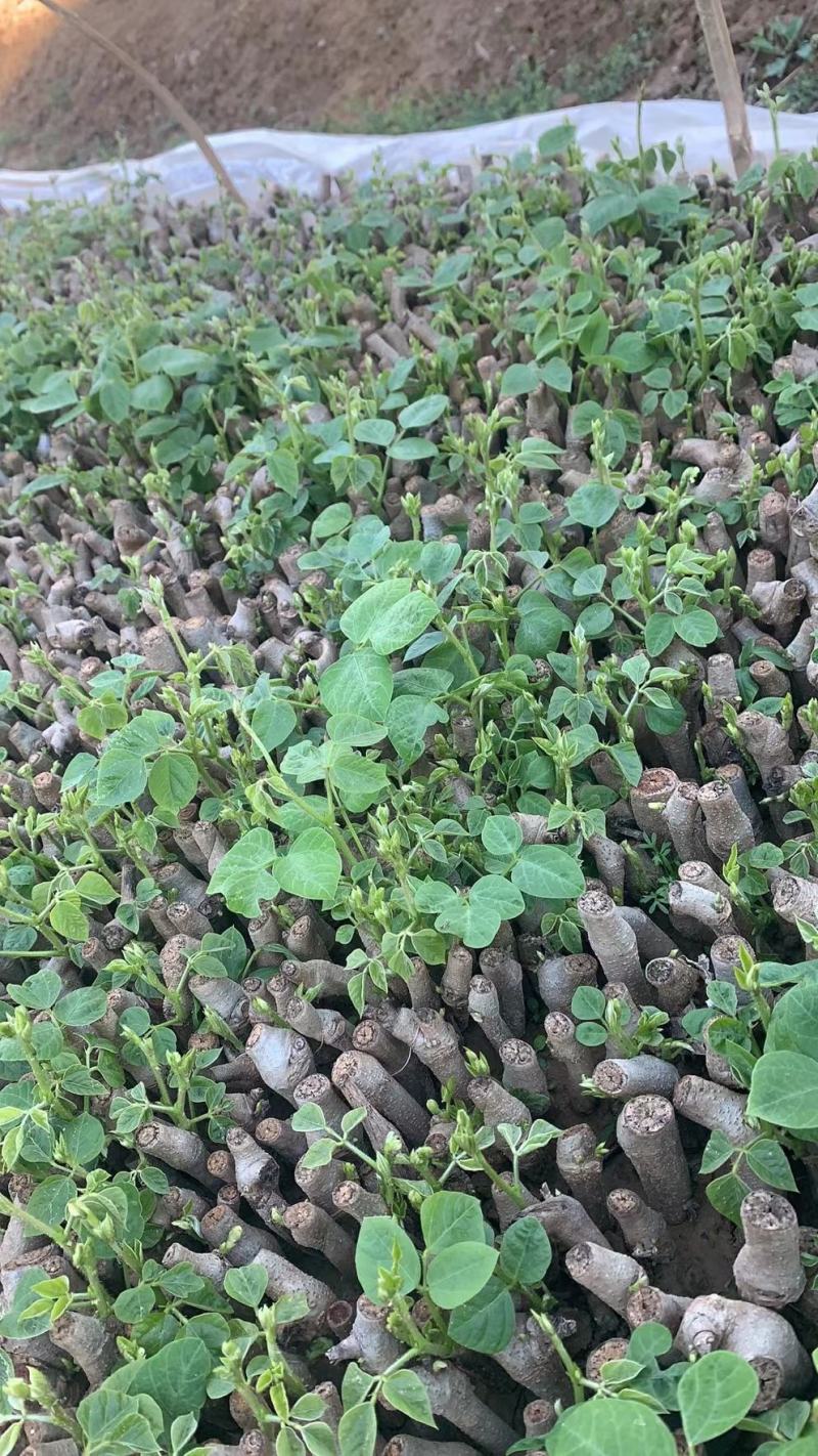 葛根种苗，有需要随时联系我