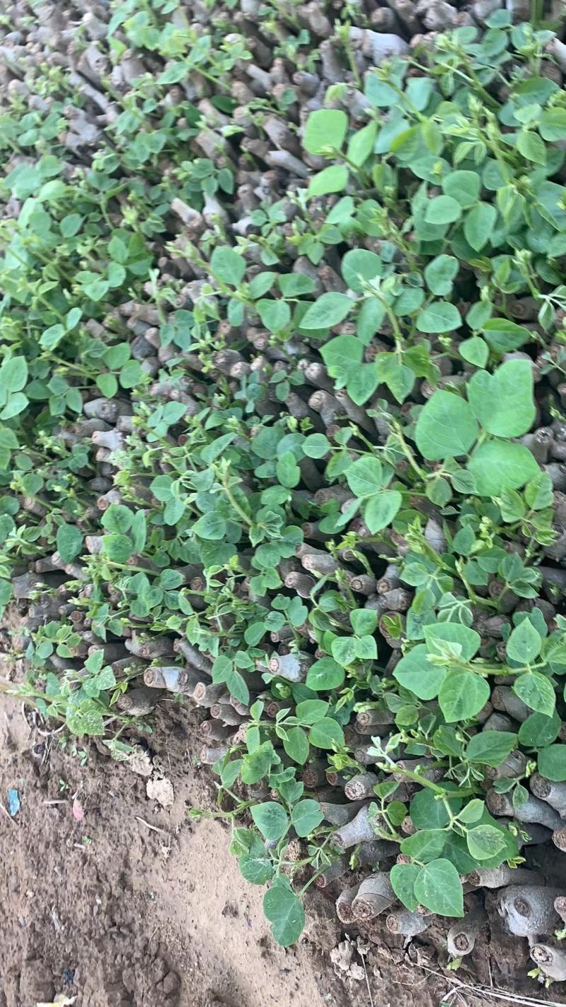 葛根种苗，有需要随时联系我