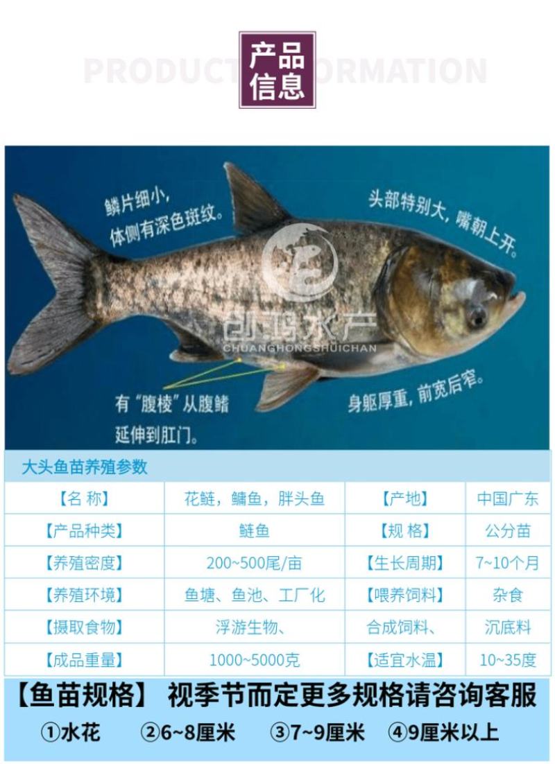 【2023新苗】鳙鱼苗大头鱼苗花鲢鱼苗花鲢水花出售
