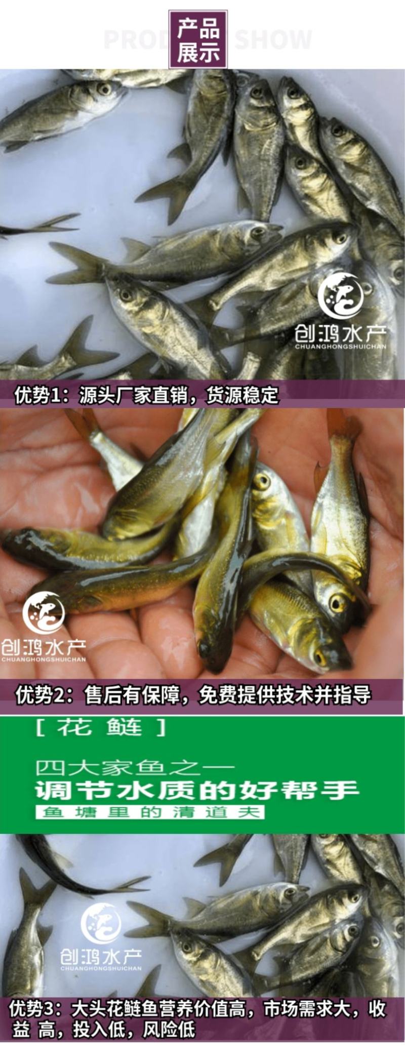 【2023新苗】鳙鱼苗大头鱼苗花鲢鱼苗花鲢水花出售