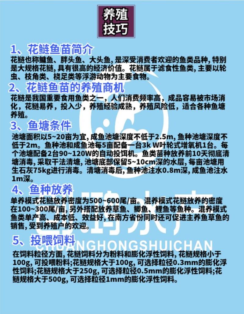 【2023新苗】鳙鱼苗大头鱼苗花鲢鱼苗花鲢水花出售