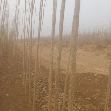 107速生杨，鲁林九号无絮杨，山东临清绿洲苗木种植基地。