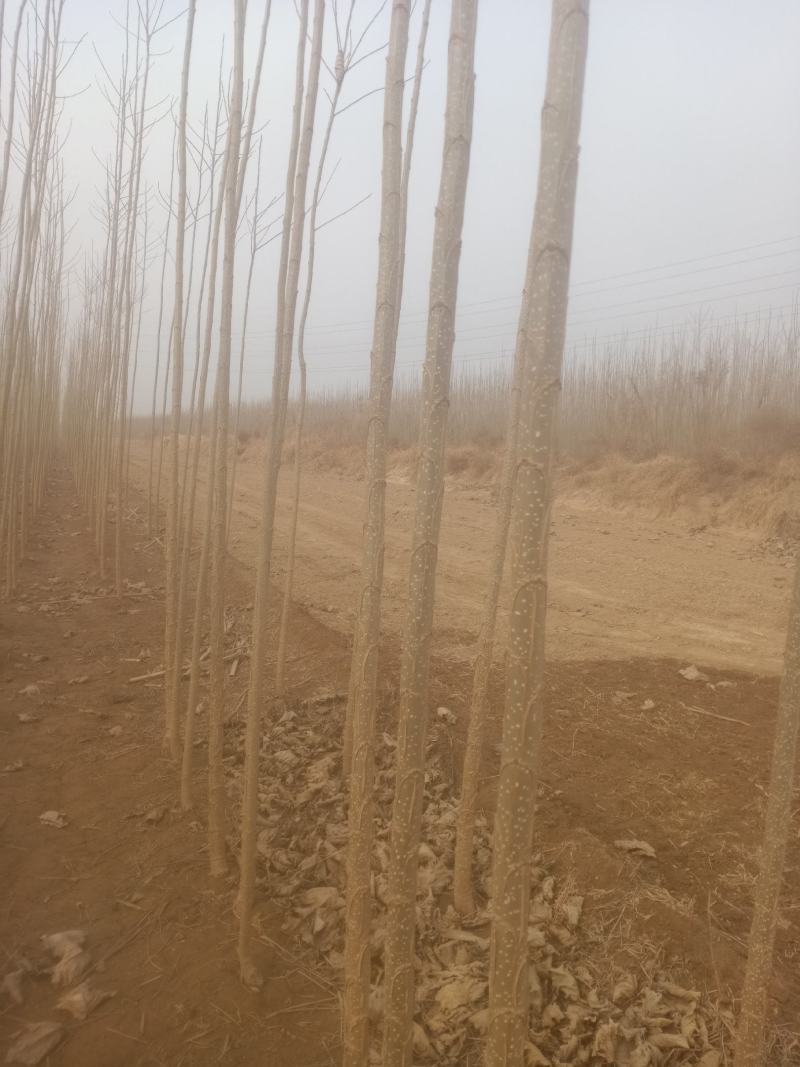 107速生杨，鲁林九号无絮杨，山东临清绿洲苗木种植基地。