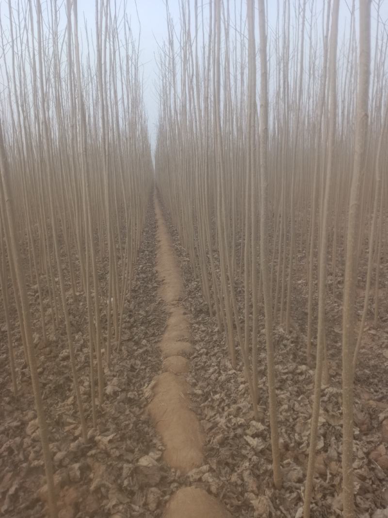 107速生杨，鲁林九号无絮杨，山东临清绿洲苗木种植基地。