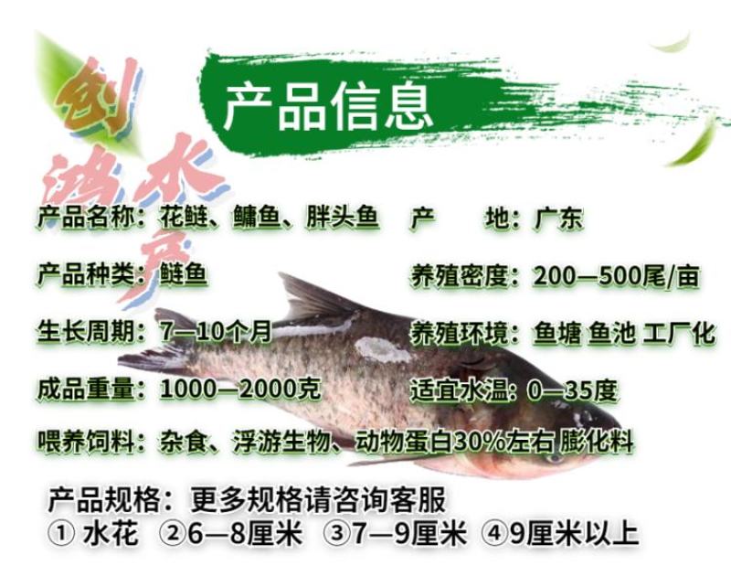 【2023新苗】鳙鱼苗大头鱼苗花鲢鱼苗四大家鱼出售