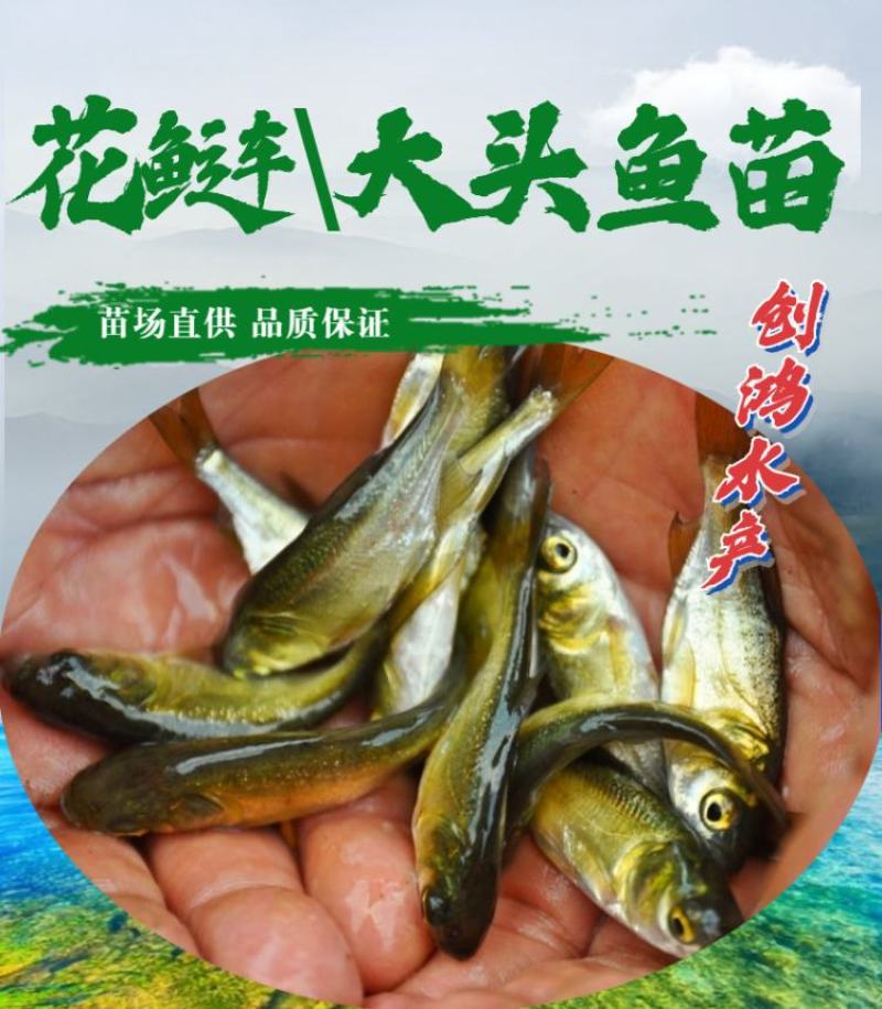 【2023新苗】鳙鱼苗大头鱼苗花鲢鱼苗花鲢水花出售