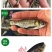 【2023新苗】鳙鱼苗大头鱼苗花鲢鱼苗花鲢水花出售