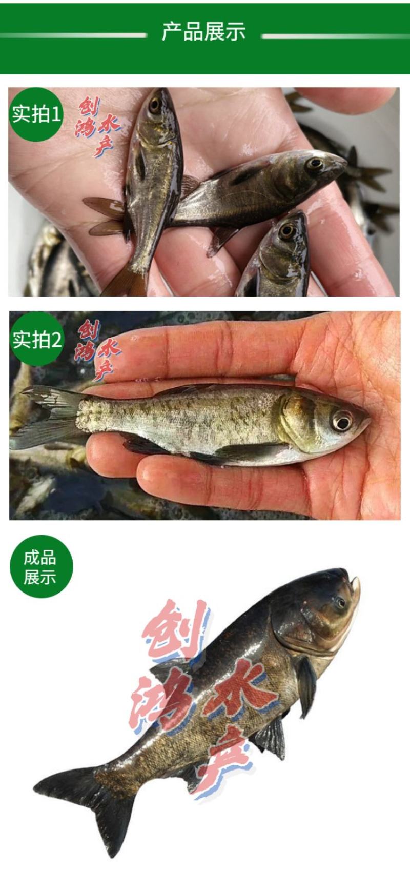 【2023新苗】鳙鱼苗大头鱼苗花鲢鱼苗花鲢水花出售