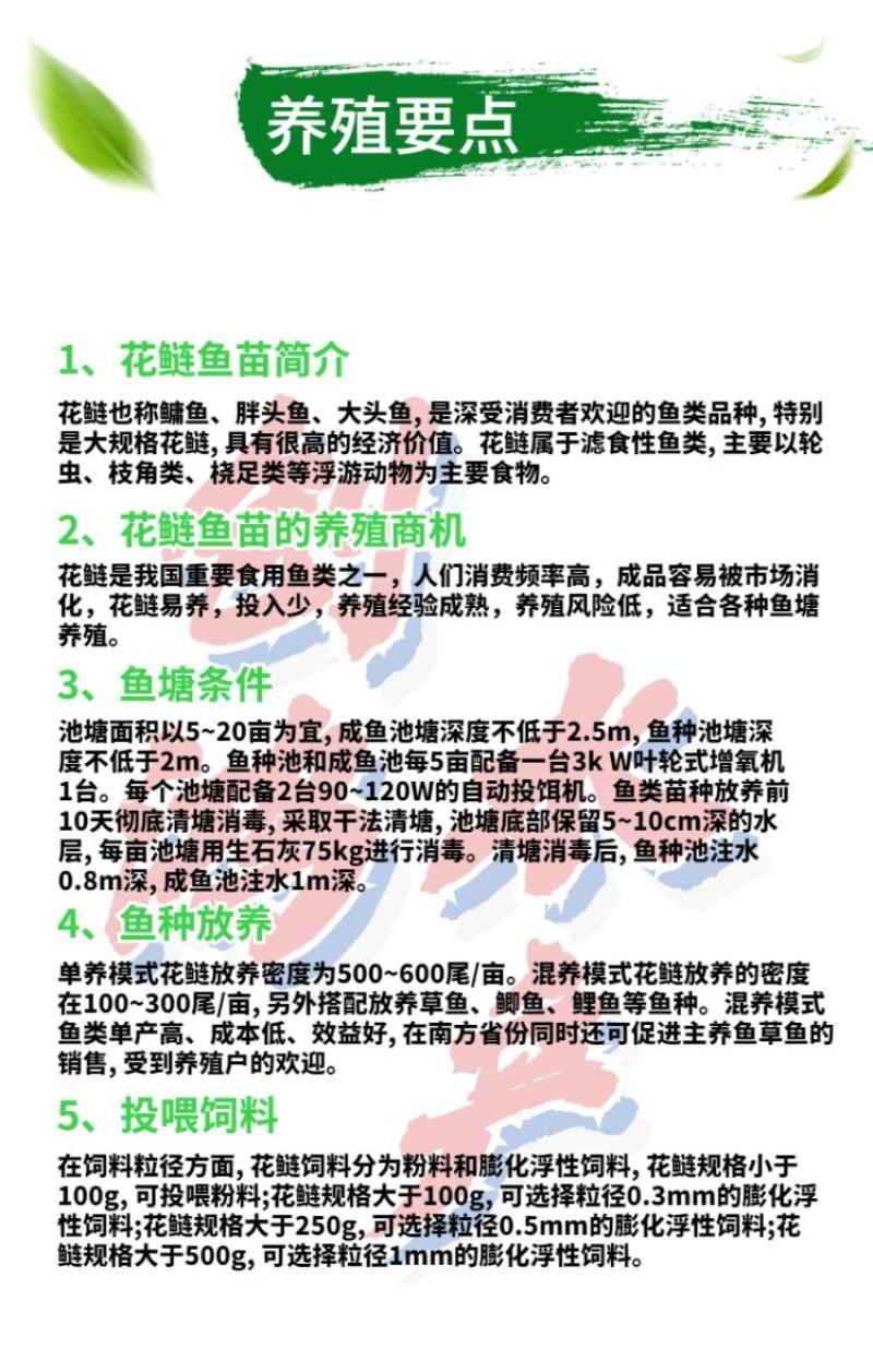 【2023新苗】鳙鱼苗大头鱼苗花鲢鱼苗花鲢水花出售