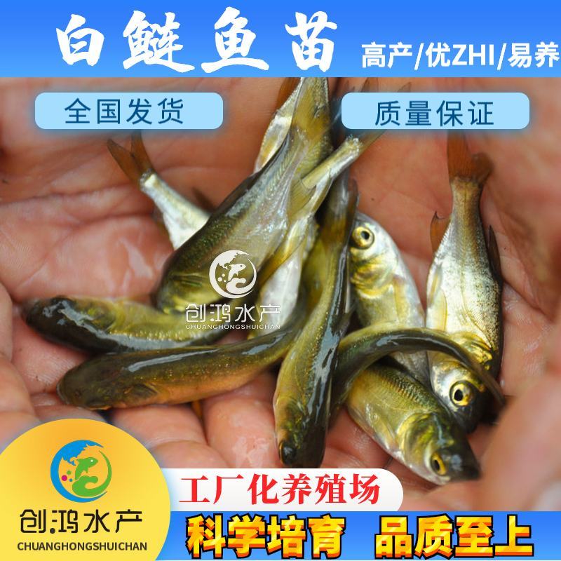 2023新苗白鲢鱼苗鳊鱼苗四大家鱼出售各种淡水鱼苗